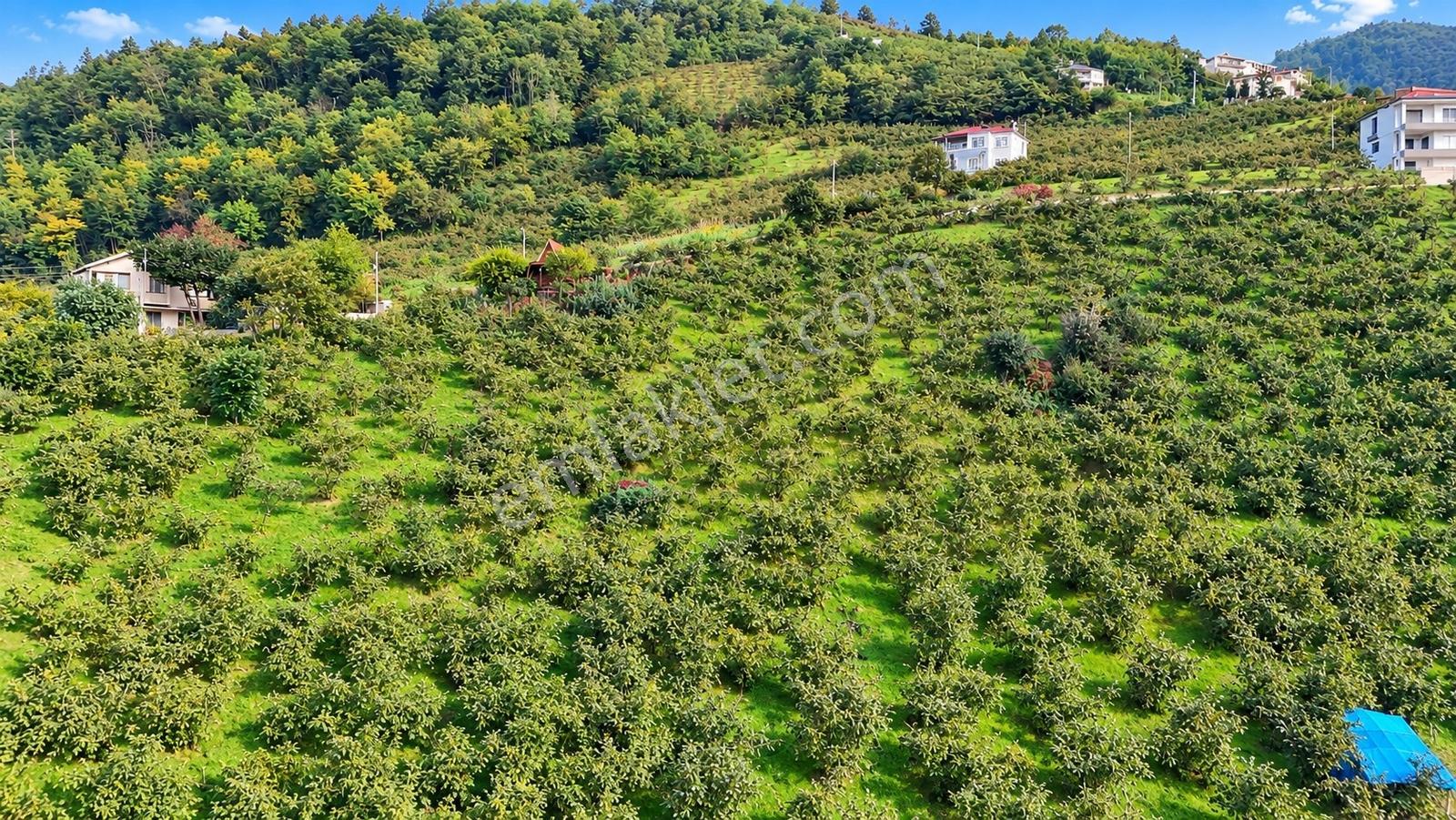 Akçaabat Derecik Çevreli'de Satılık Arazi — fotoğraf 11