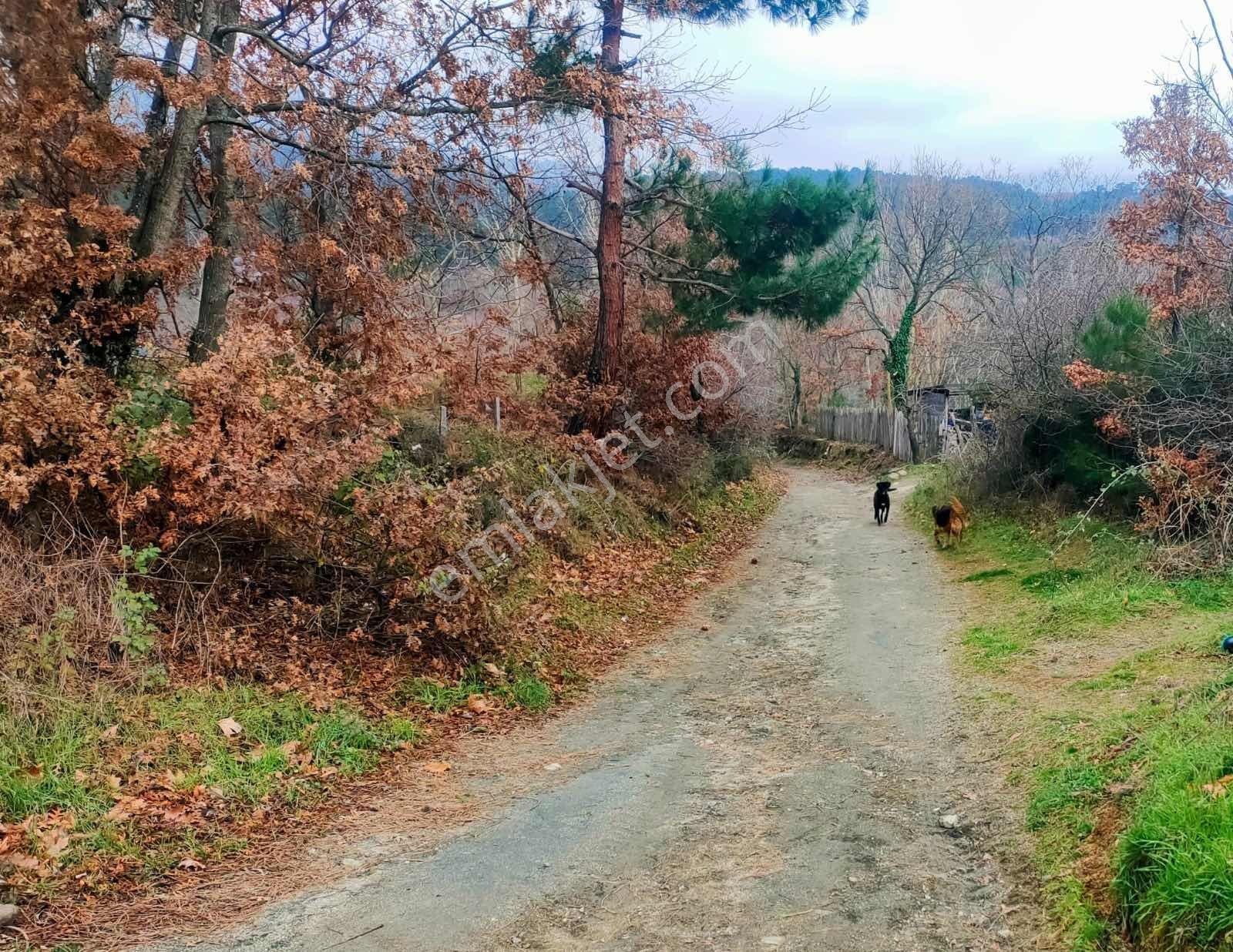 Kaz Dağlarının Eteklerinde Yatırım Fırsatı! 11.200m² — fotoğraf 6