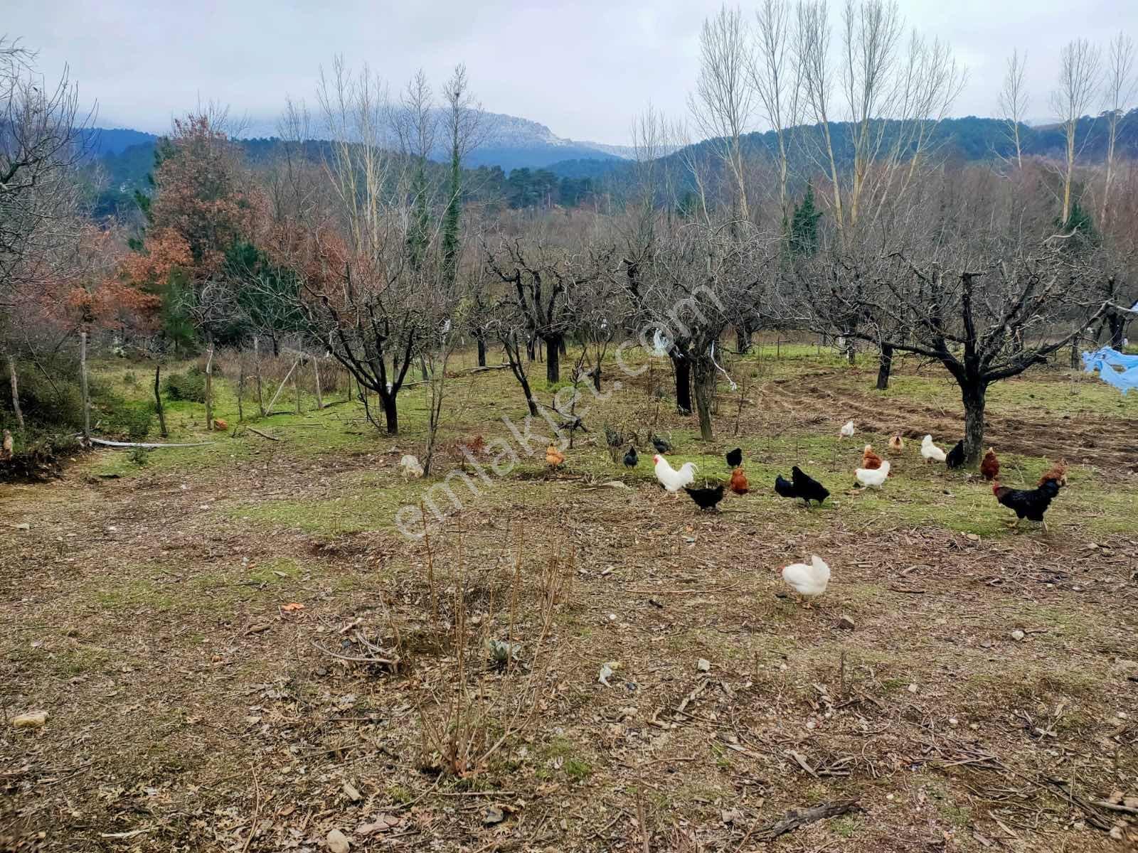 Kaz Dağlarının Eteklerinde Yatırım Fırsatı! 11.200m² — fotoğraf 9