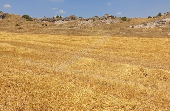 Durmaz Gayrimenkul'den Karaalan'da 6200 M2 Tarla — fotoğraf 11
