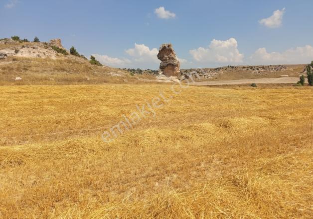 Durmaz Gayrimenkul'den Karaalan'da 6200 M2 Tarla — fotoğraf 12