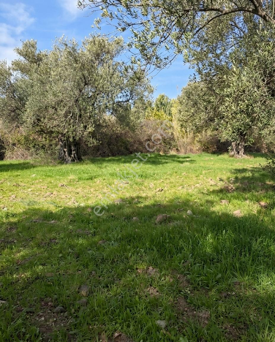 Ayvalık Gazikemalpaşada Bakımlı Zeytinlik 4.995 M² — fotoğraf 3
