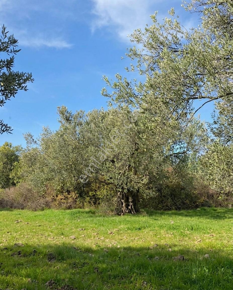 Ayvalık Gazikemalpaşada Bakımlı Zeytinlik 4.995 M² — fotoğraf 5