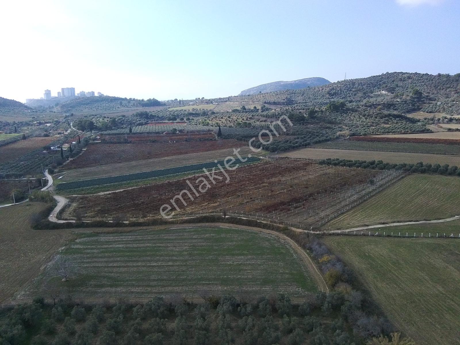 Değirmenderede Satılık 12.400 M² Bağ, Zeytin Ve Ceviz Bahçesi
