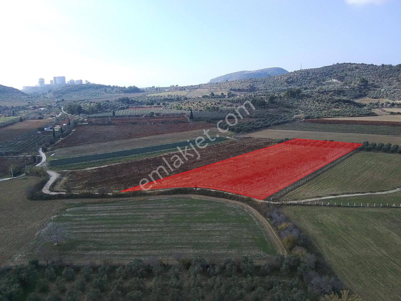 Değirmenderede Satılık 12.400 M² Bağ, Zeytin Ve Ceviz Bahçesi — fotoğraf 2
