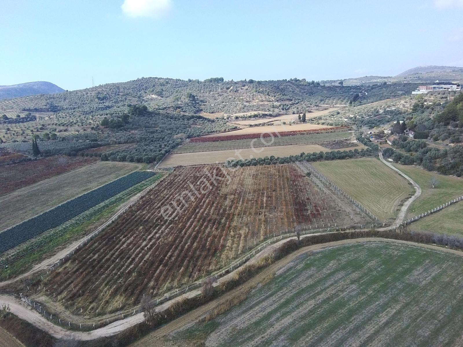 Değirmenderede Satılık 12.400 M² Bağ, Zeytin Ve Ceviz Bahçesi — fotoğraf 3