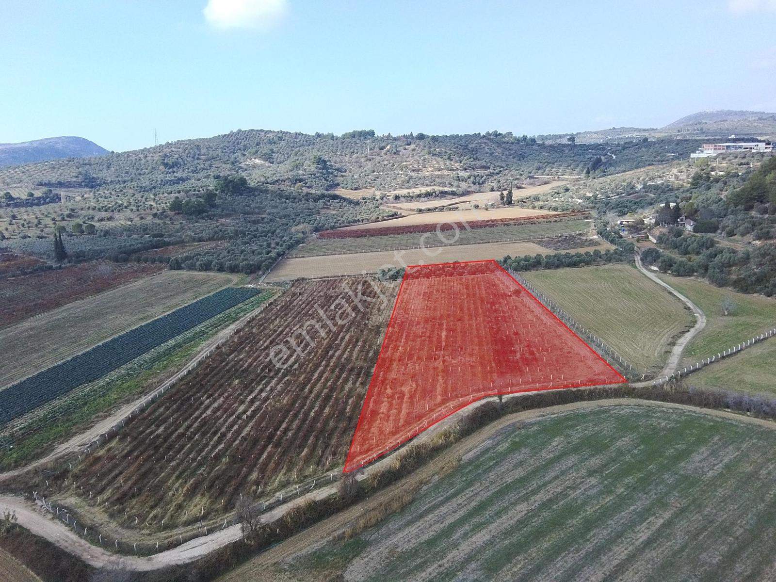 Değirmenderede Satılık 12.400 M² Bağ, Zeytin Ve Ceviz Bahçesi — fotoğraf 4