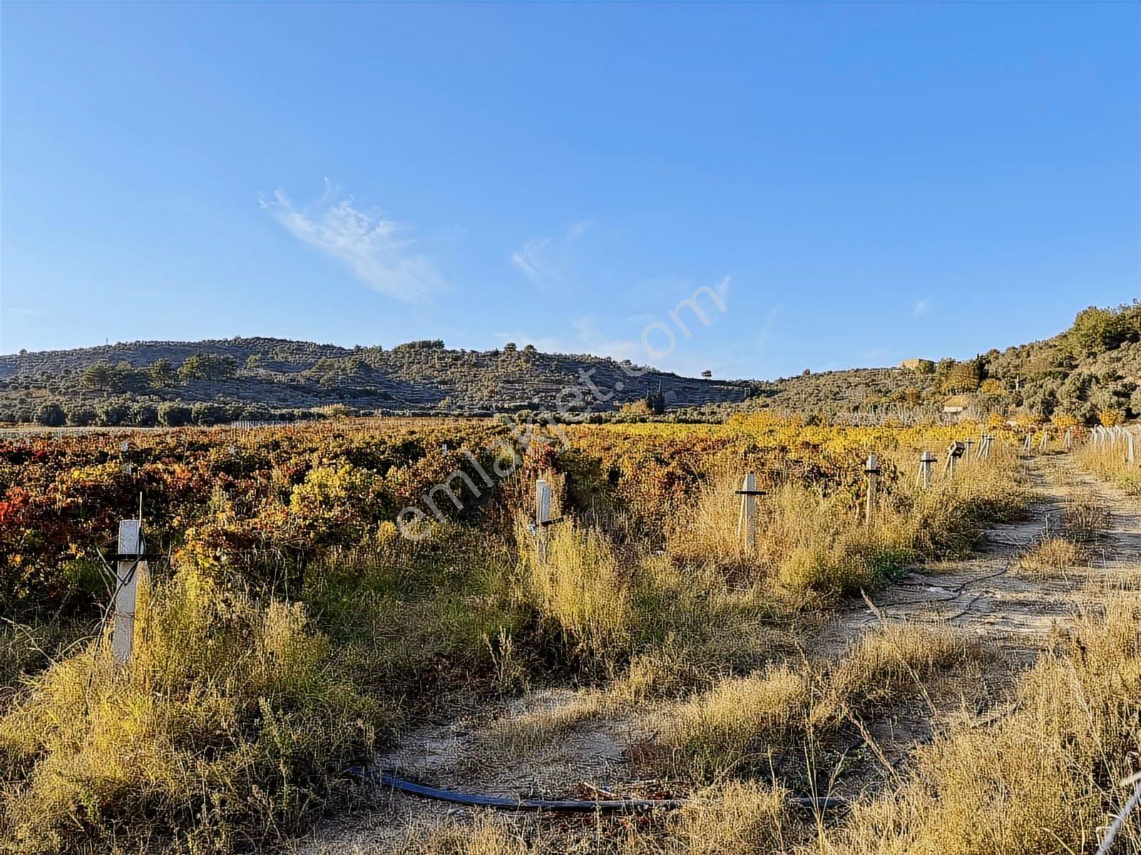 Değirmenderede Satılık 12.400 M² Bağ, Zeytin Ve Ceviz Bahçesi — fotoğraf 5