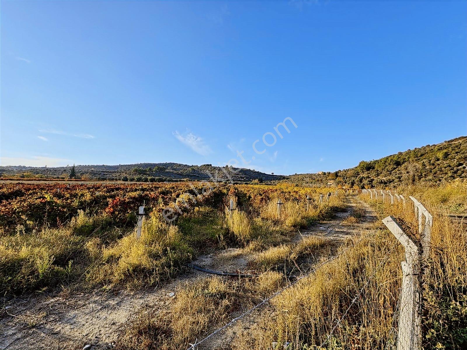 Değirmenderede Satılık 12.400 M² Bağ, Zeytin Ve Ceviz Bahçesi — fotoğraf 6