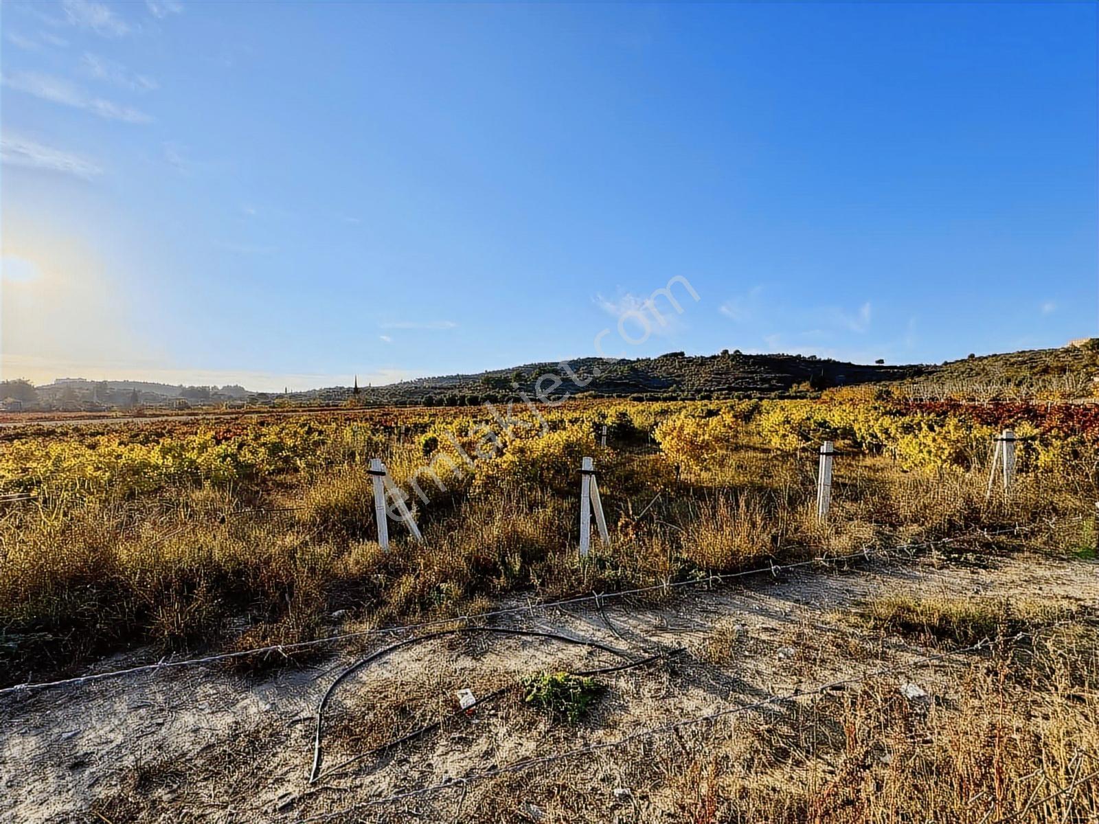 Değirmenderede Satılık 12.400 M² Bağ, Zeytin Ve Ceviz Bahçesi — fotoğraf 7