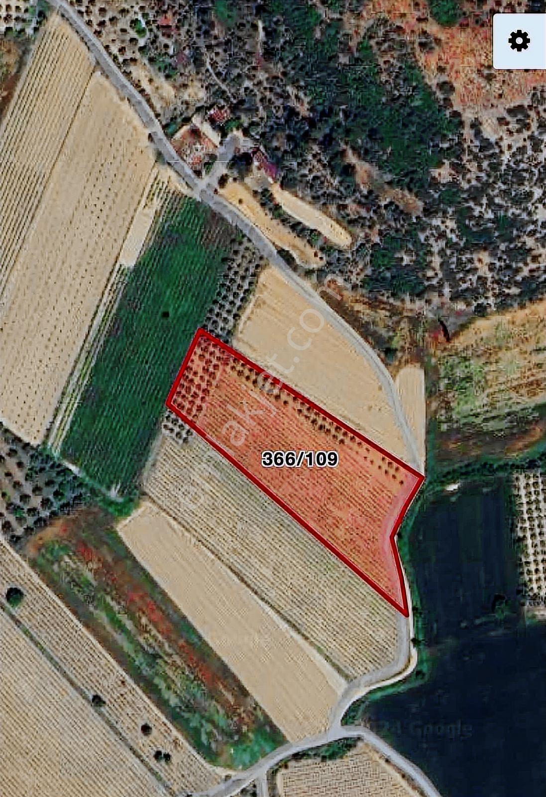 Değirmenderede Satılık 12.400 M² Bağ, Zeytin Ve Ceviz Bahçesi — fotoğraf 12