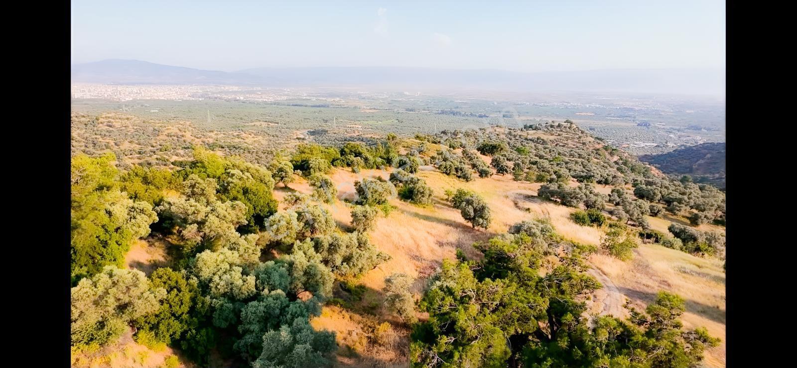 Kızılcaköy De Geleceğe Yatırım Yola Sıfır Fırsat Zeytinlik