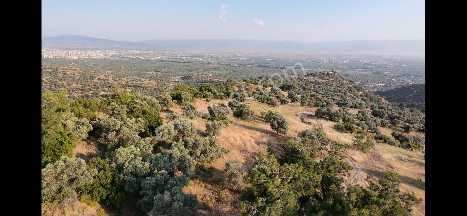 Kızılcaköy De Geleceğe Yatırım Yola Sıfır Fırsat Zeytinlik — fotoğraf 2
