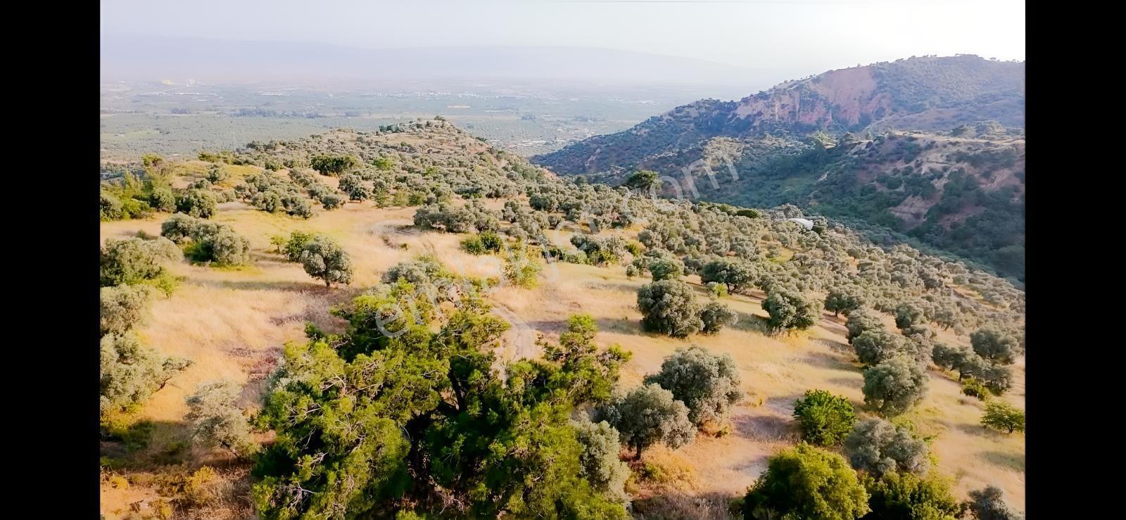Kızılcaköy De Geleceğe Yatırım Yola Sıfır Fırsat Zeytinlik — fotoğraf 3