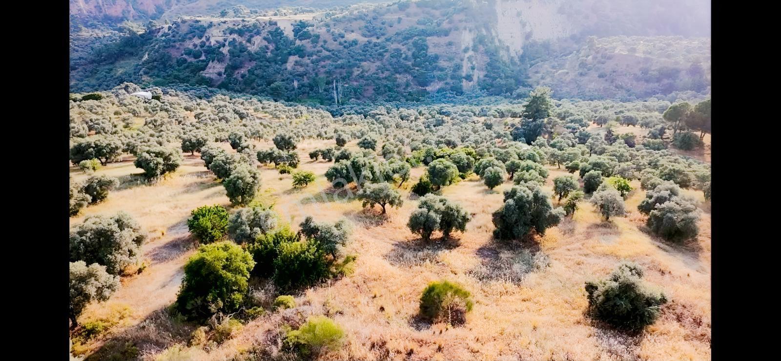 Kızılcaköy De Geleceğe Yatırım Yola Sıfır Fırsat Zeytinlik — fotoğraf 4