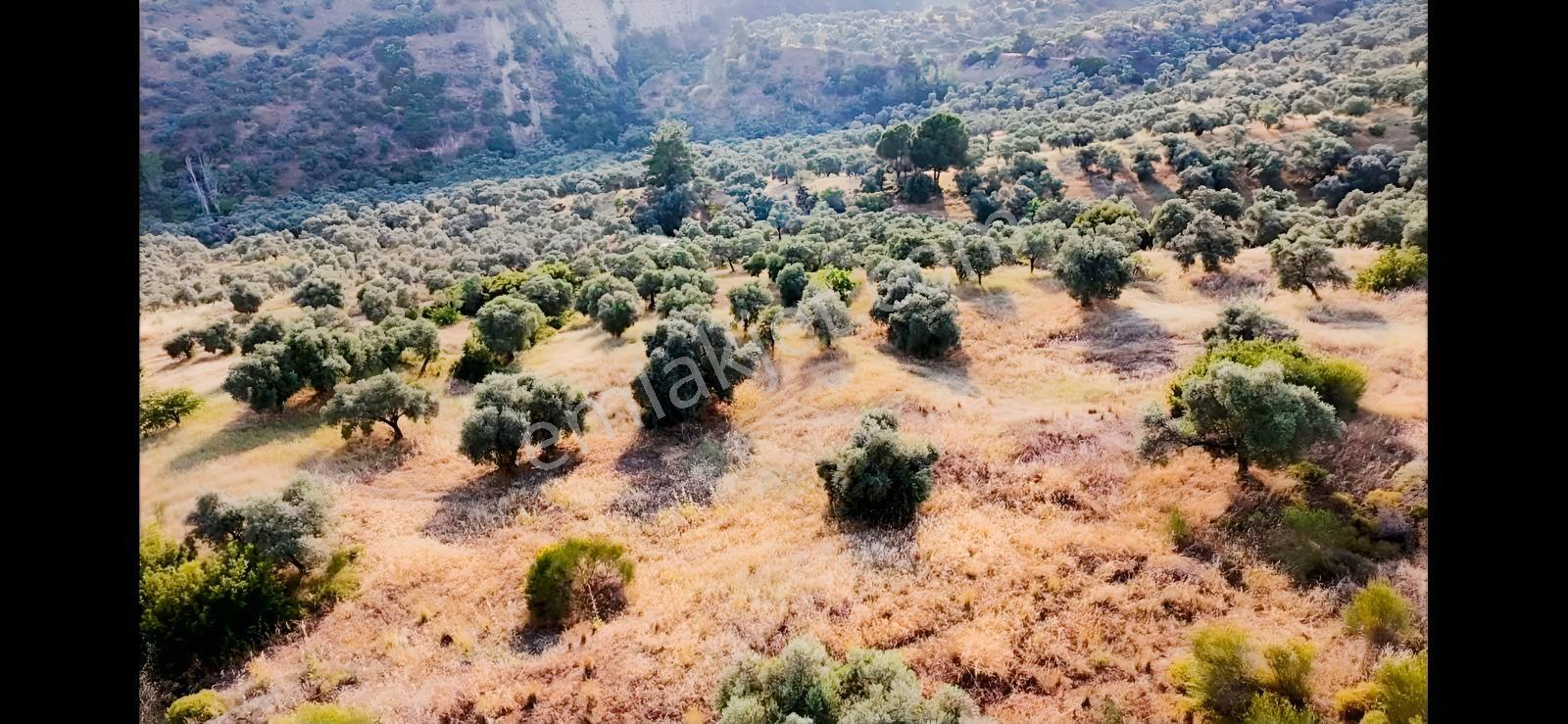 Kızılcaköy De Geleceğe Yatırım Yola Sıfır Fırsat Zeytinlik — fotoğraf 5