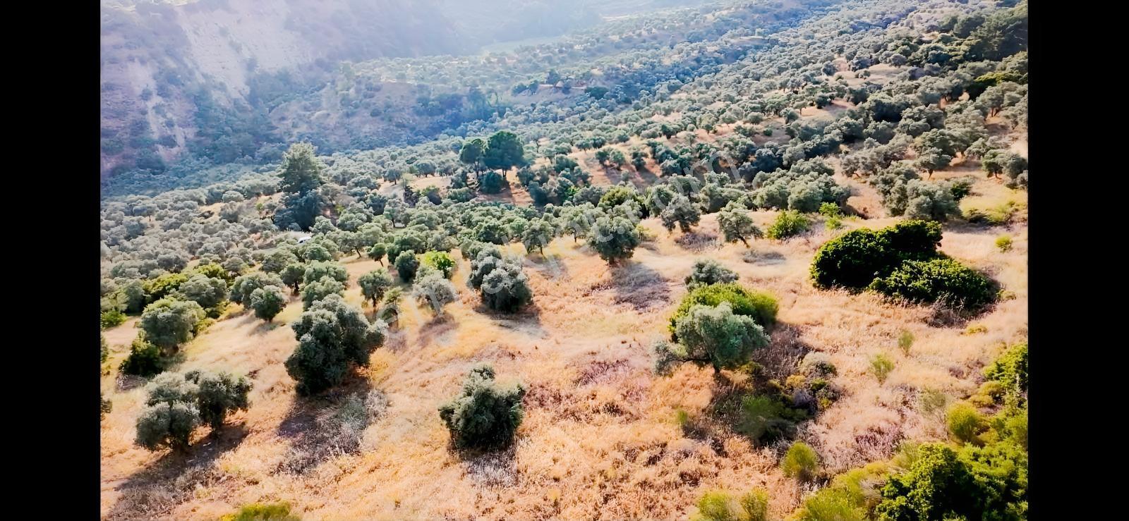 Kızılcaköy De Geleceğe Yatırım Yola Sıfır Fırsat Zeytinlik — fotoğraf 6