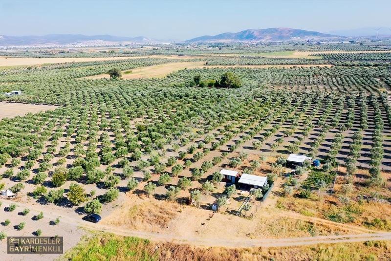 Dayıoğlunda Satılık Son Bahçe — fotoğraf 5
