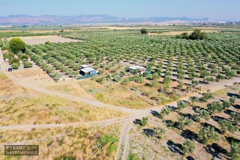 Dayıoğlunda Satılık Son Bahçe — fotoğraf 8