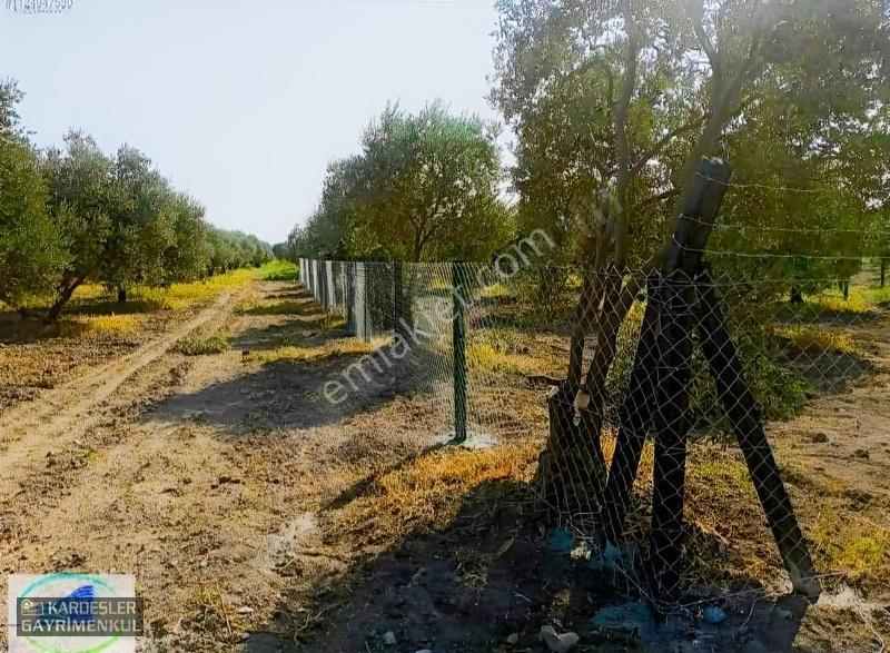Dayıoğlunda Satılık Son Bahçe — fotoğraf 15
