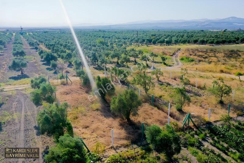 Dayıoğlunda Satılık Son Bahçe — fotoğraf 21