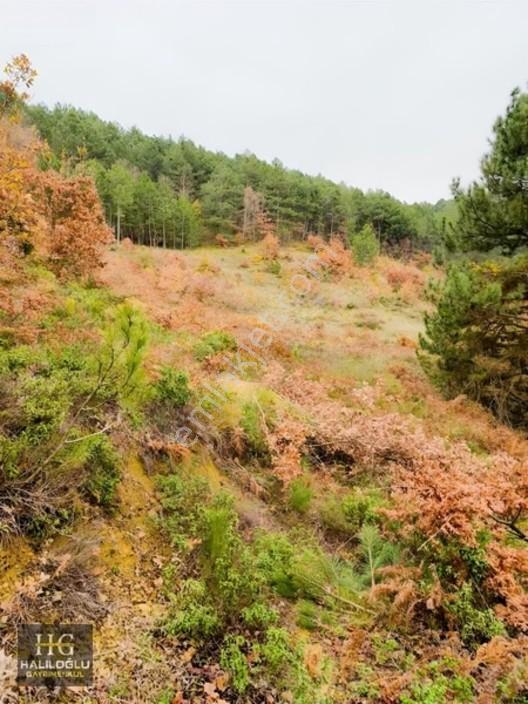 Sakarya Geyve Saraçlı 8.384 M2 Tarla Satılık