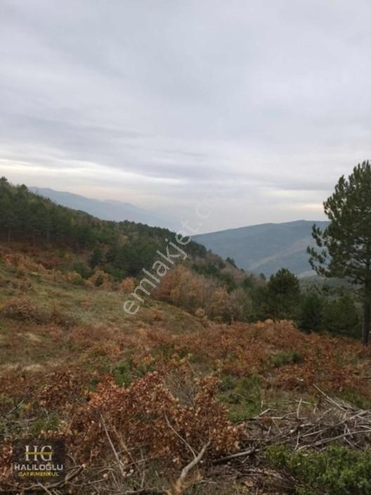 Sakarya Geyve Saraçlı 8.384 M2 Tarla Satılık — fotoğraf 2