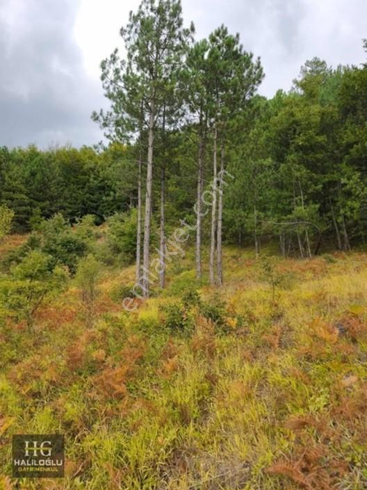 Sakarya Geyve Saraçlı 8.384 M2 Tarla Satılık — fotoğraf 3