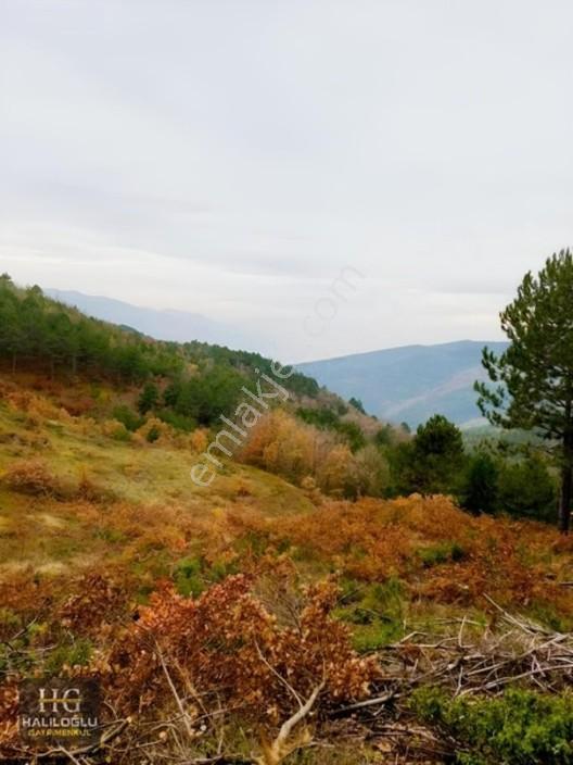 Sakarya Geyve Saraçlı 8.384 M2 Tarla Satılık — fotoğraf 4