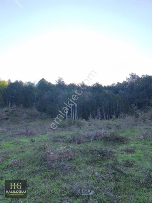 Sakarya Geyve Saraçlı 8.384 M2 Tarla Satılık — fotoğraf 5