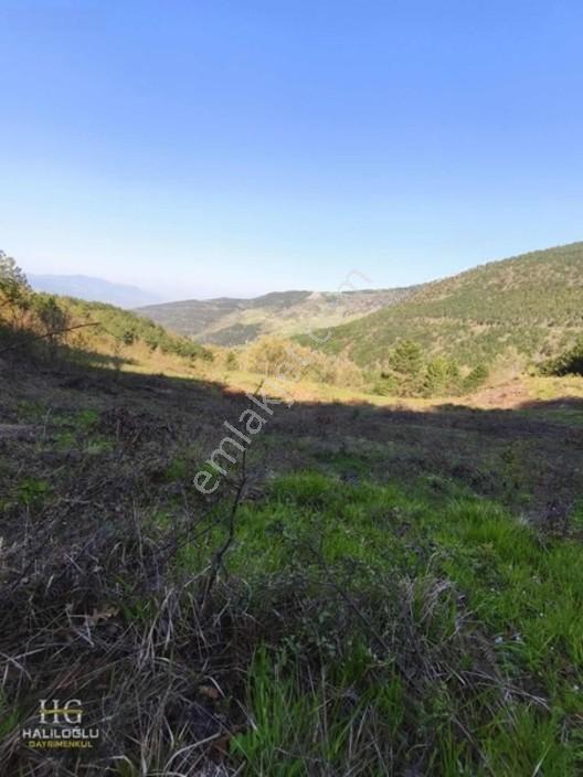 Sakarya Geyve Saraçlı 8.384 M2 Tarla Satılık — fotoğraf 6