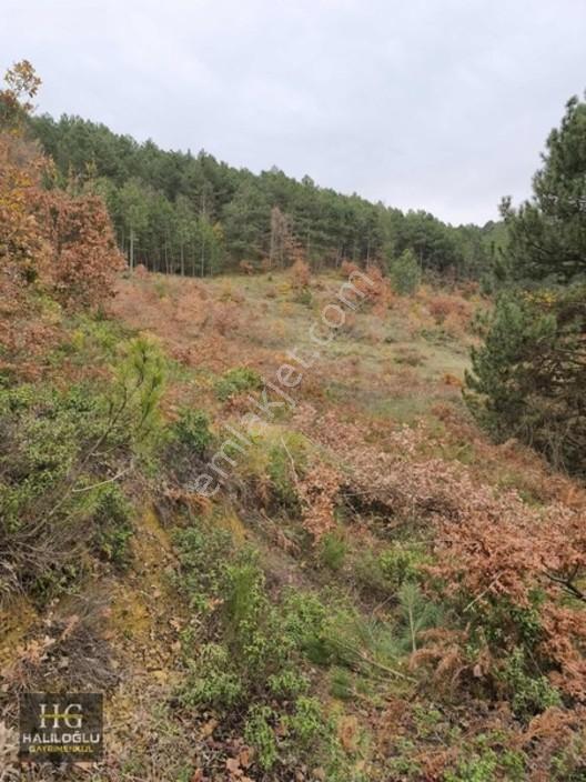 Sakarya Geyve Saraçlı 8.384 M2 Tarla Satılık — fotoğraf 8