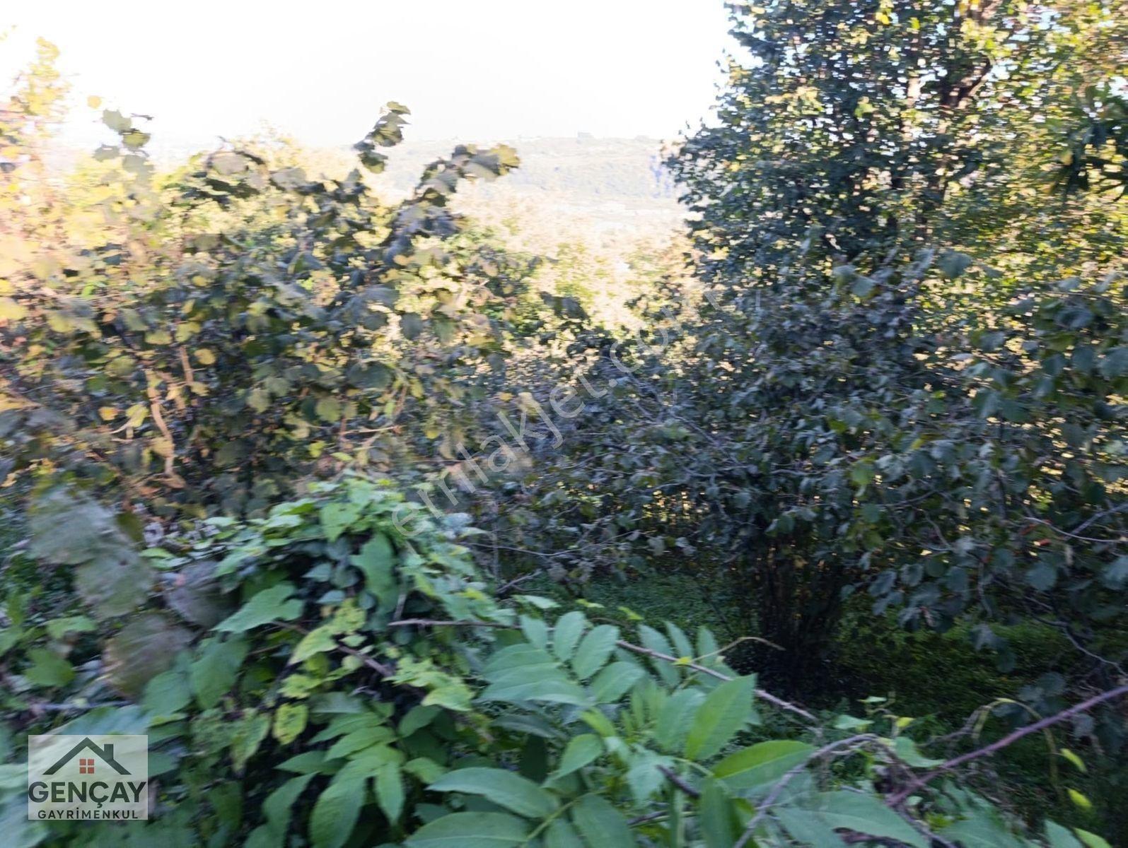 Gençay Emlaktan Fatsa Meşebükünde Satılık 5.576 M² Arazi! — fotoğraf 5