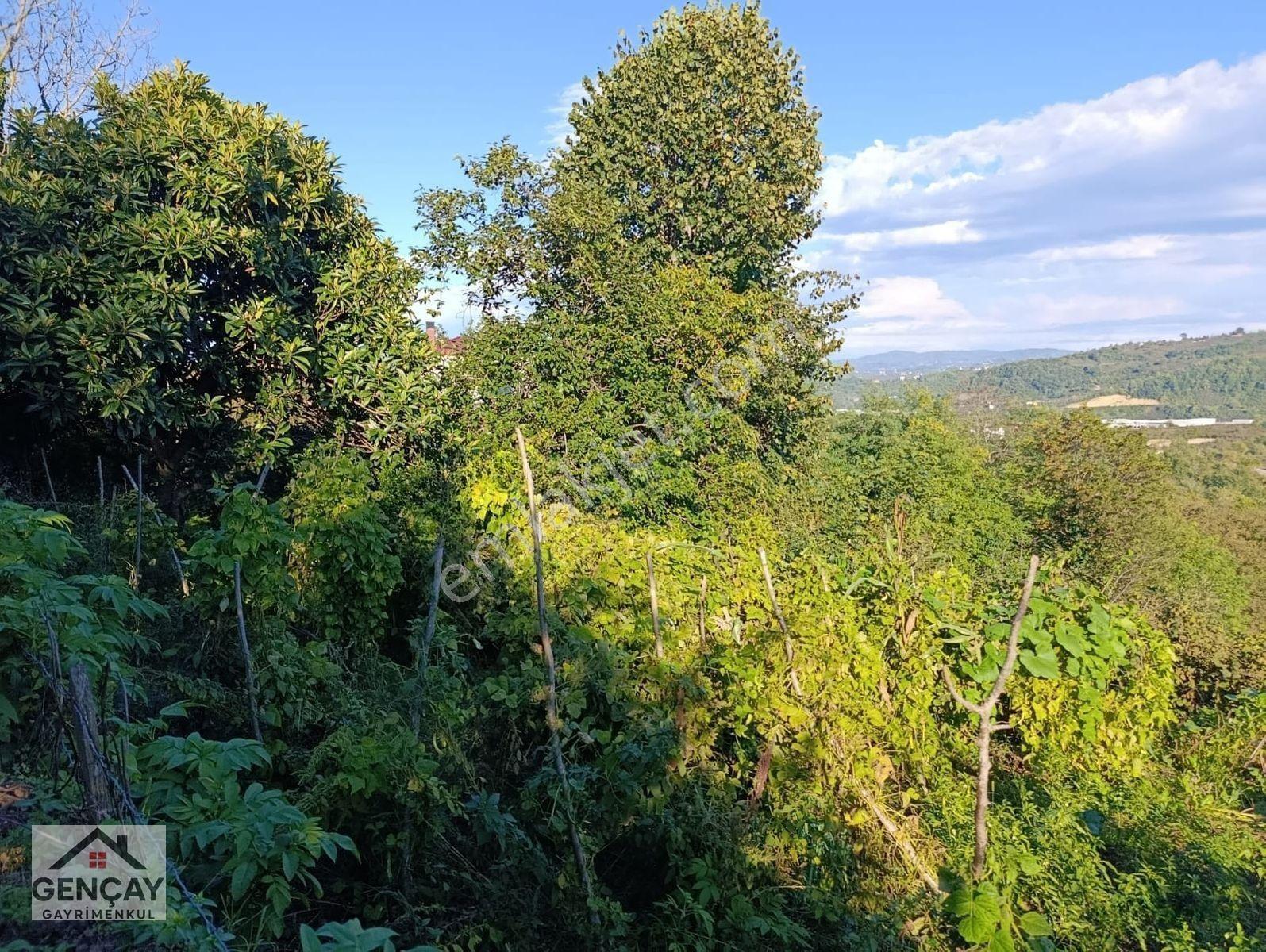 Gençay Emlaktan Fatsa Meşebükünde Satılık 5.576 M² Arazi! — fotoğraf 11