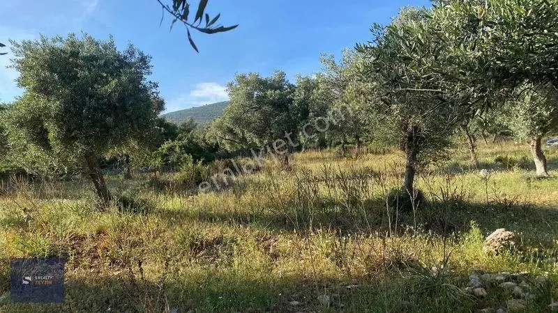 Muğla Milas Pınarcık Köyünde Verimli Zeytinlik Satılık!
