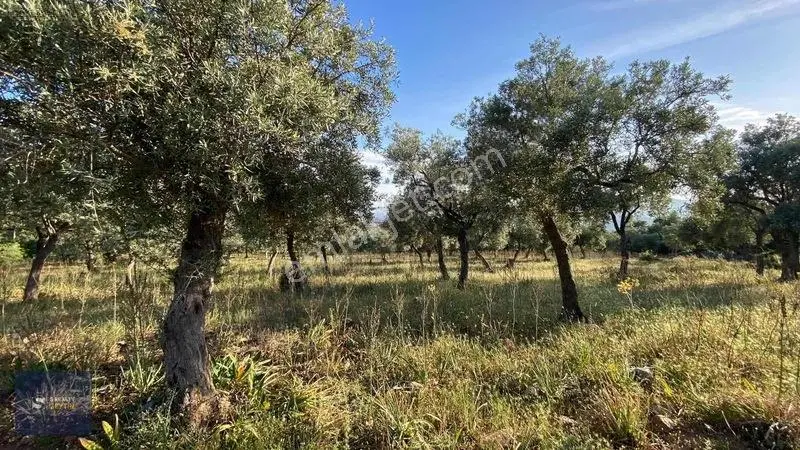 Muğla Milas Pınarcık Köyünde Verimli Zeytinlik Satılık! — fotoğraf 2