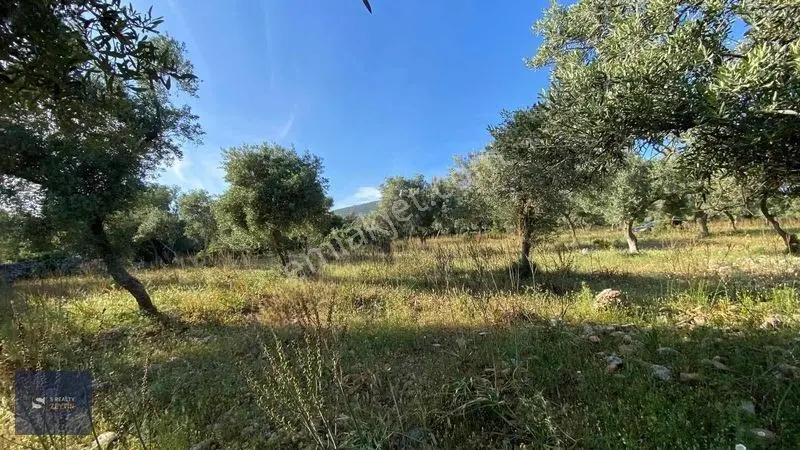 Muğla Milas Pınarcık Köyünde Verimli Zeytinlik Satılık! — fotoğraf 3