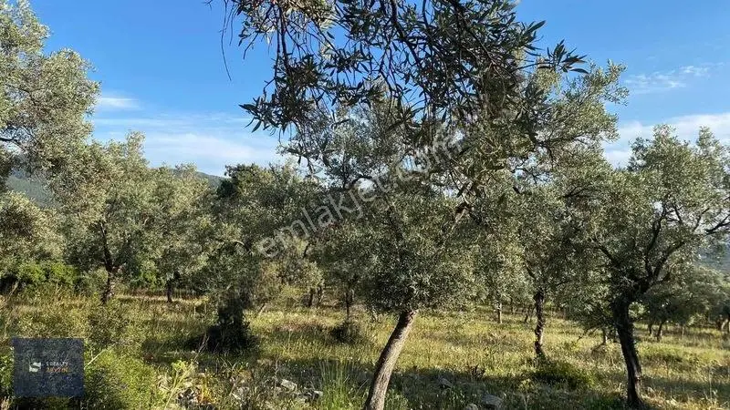 Muğla Milas Pınarcık Köyünde Verimli Zeytinlik Satılık! — fotoğraf 4