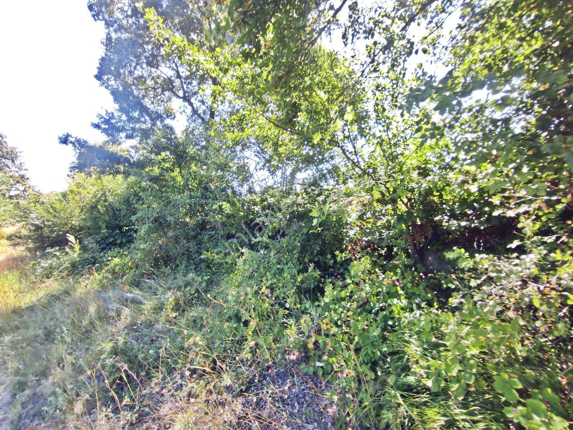 Yenişehir Kirazlı Yayala Da Doğa Manzaralı - 2378 -m2- Tarla — fotoğraf 3