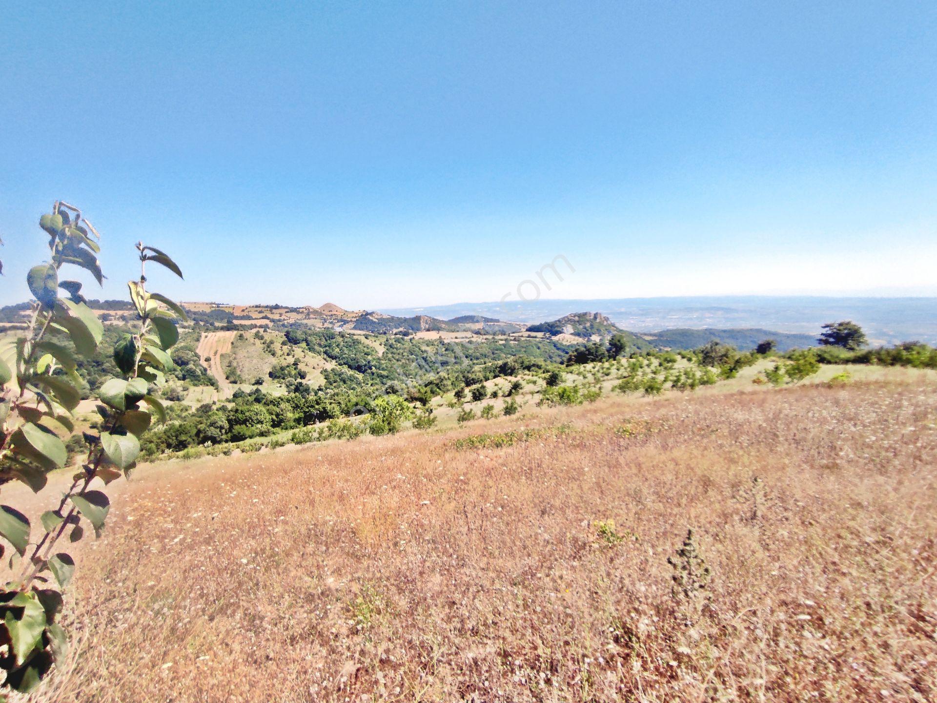 Yenişehir Kirazlı Yayala Da Doğa Manzaralı - 2378 -m2- Tarla — fotoğraf 33