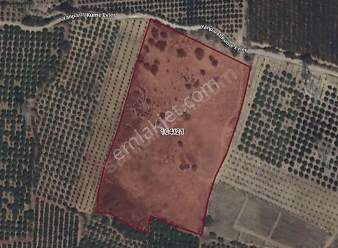 Aydın'Dan 20 Dönüm Satılık Zeytinlik Tarla