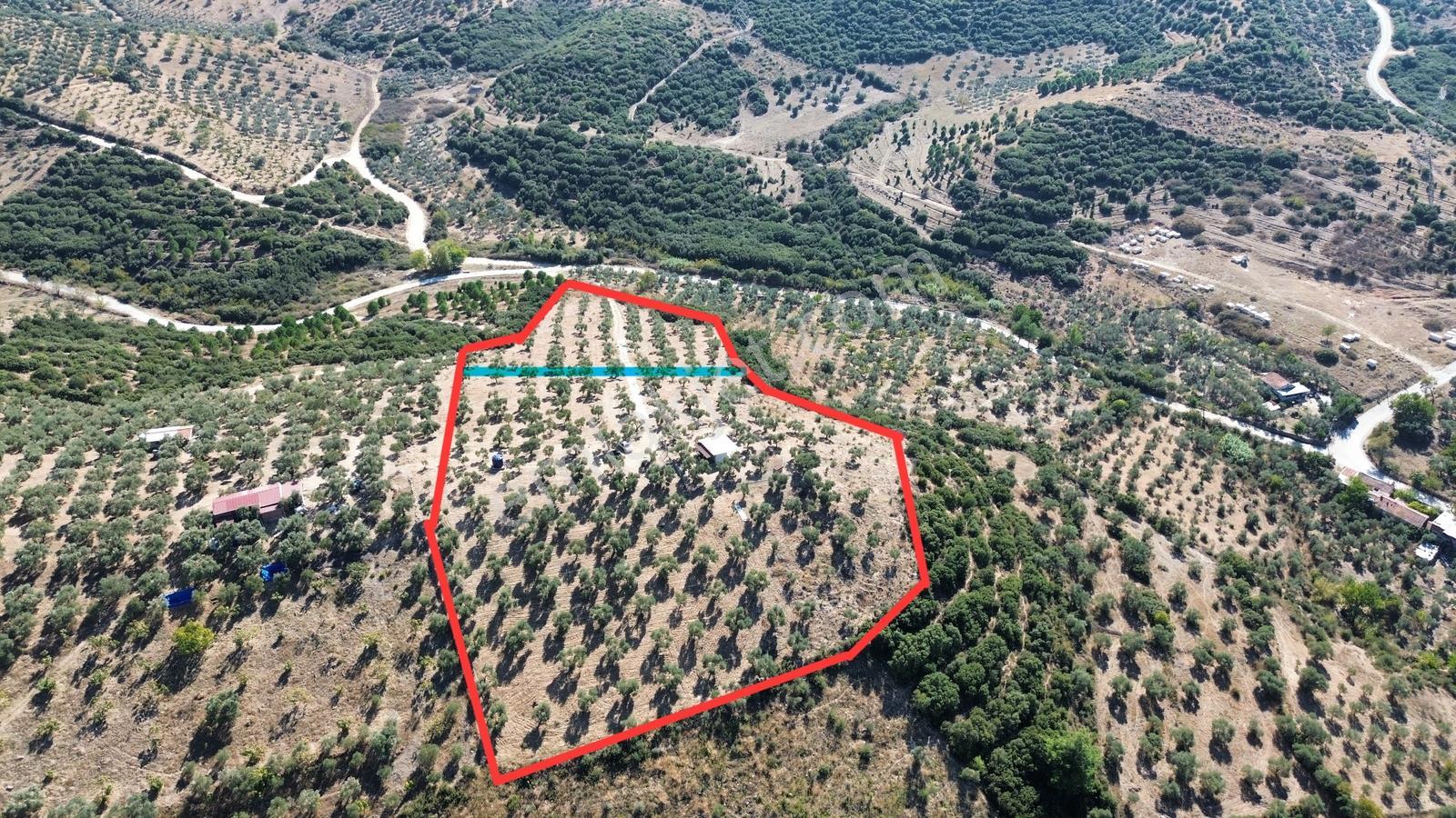 Tire Sb Emlak'Tan Ayaklıkırı Mahallesnde Satılık Zeytinlik