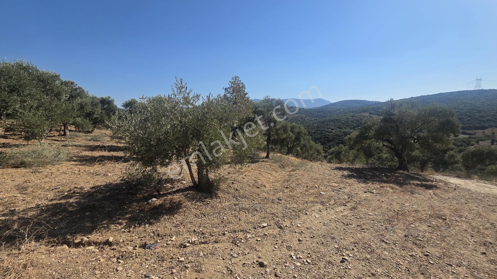 Tire Sb Emlak'tan Ayaklıkırı Mahallesnde Satılık Zeytinlik — fotoğraf 2