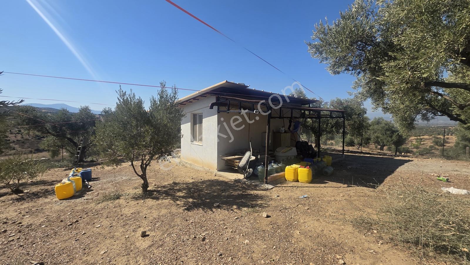 Tire Sb Emlak'tan Ayaklıkırı Mahallesnde Satılık Zeytinlik — fotoğraf 8