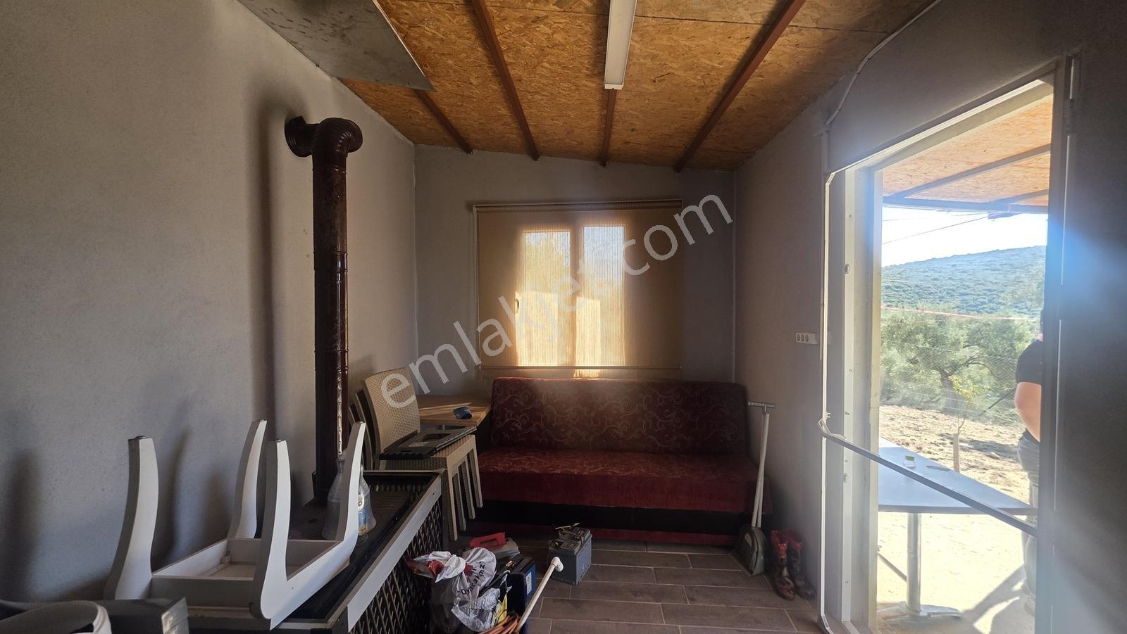 Tire Sb Emlak'tan Ayaklıkırı Mahallesnde Satılık Zeytinlik — fotoğraf 10