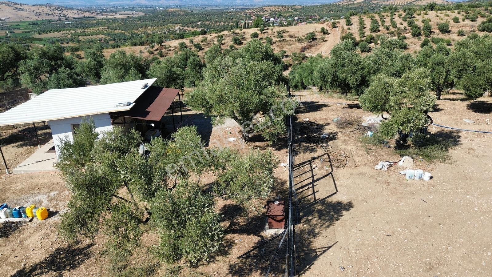 Tire Sb Emlak'tan Ayaklıkırı Mahallesnde Satılık Zeytinlik — fotoğraf 12