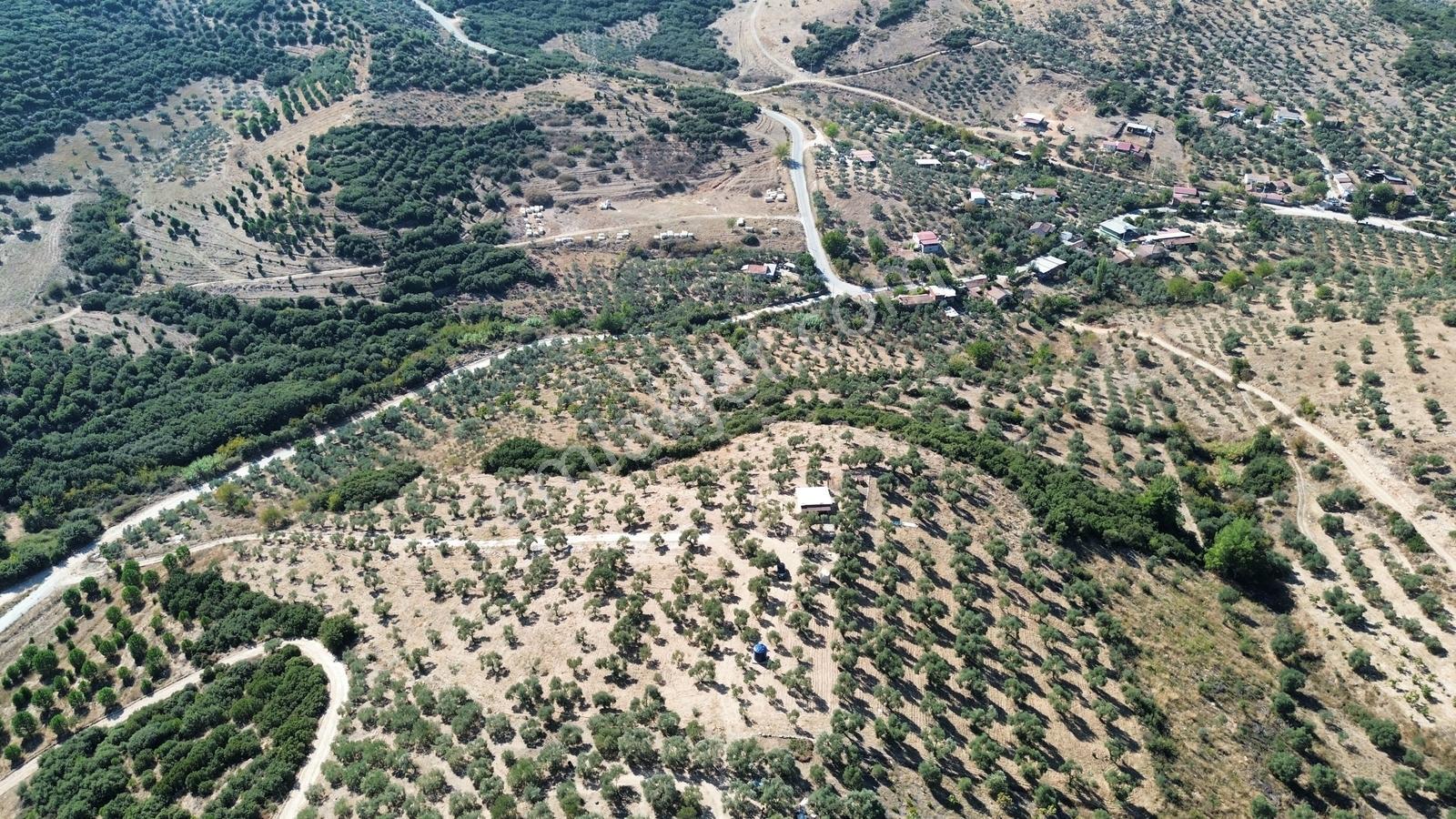 Tire Sb Emlak'tan Ayaklıkırı Mahallesnde Satılık Zeytinlik — fotoğraf 14