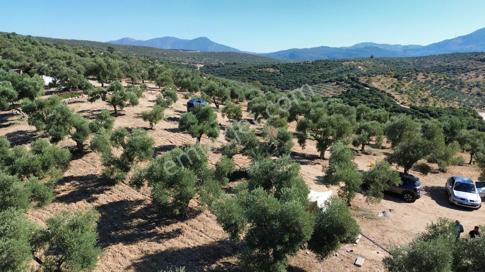 Tire Sb Emlak'tan Ayaklıkırı Mahallesnde Satılık Zeytinlik — fotoğraf 19