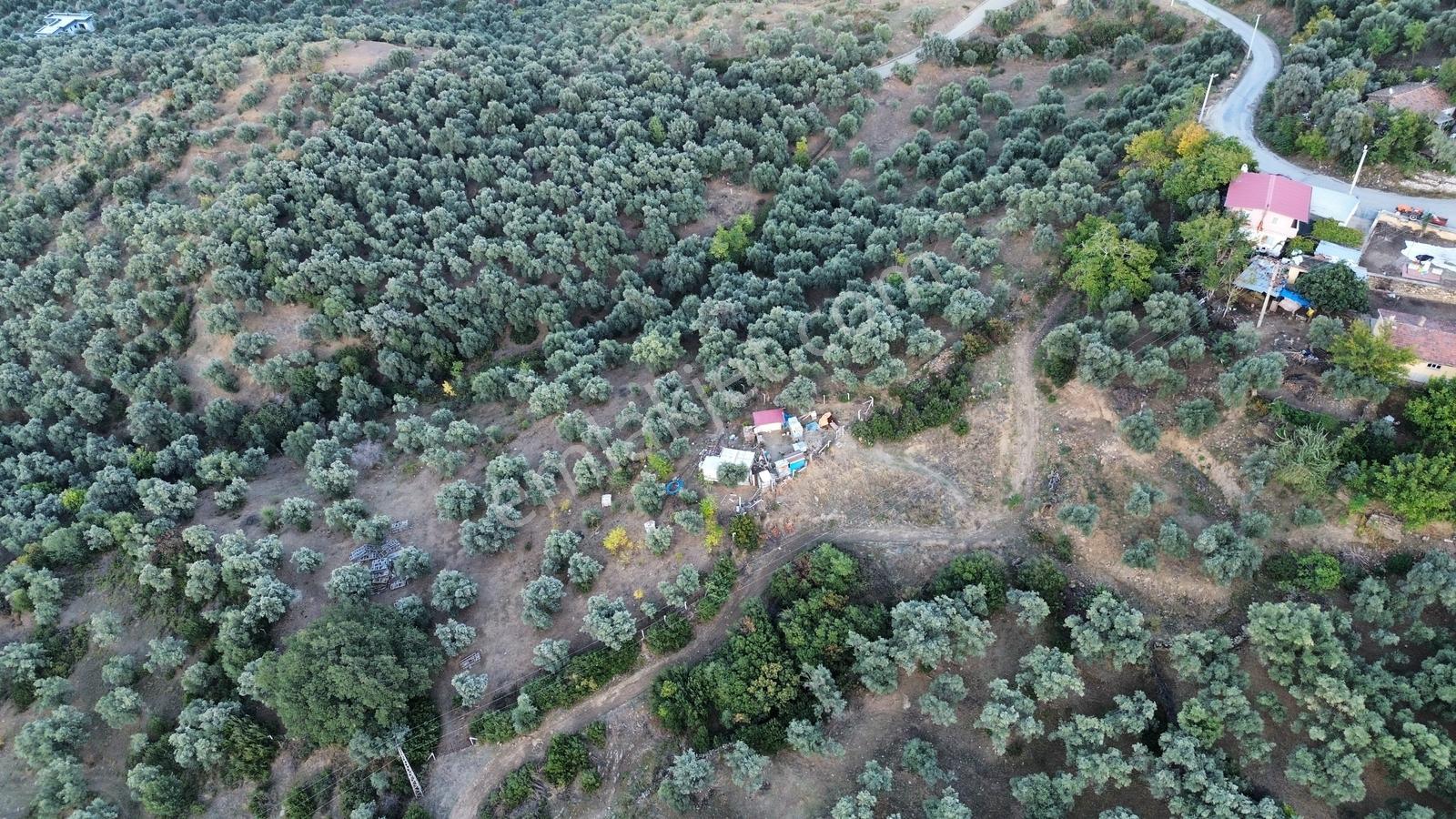 Tire Sb Emlak'tan Hisarlık Mahallesinde Satılık Zeytinlik — fotoğraf 4