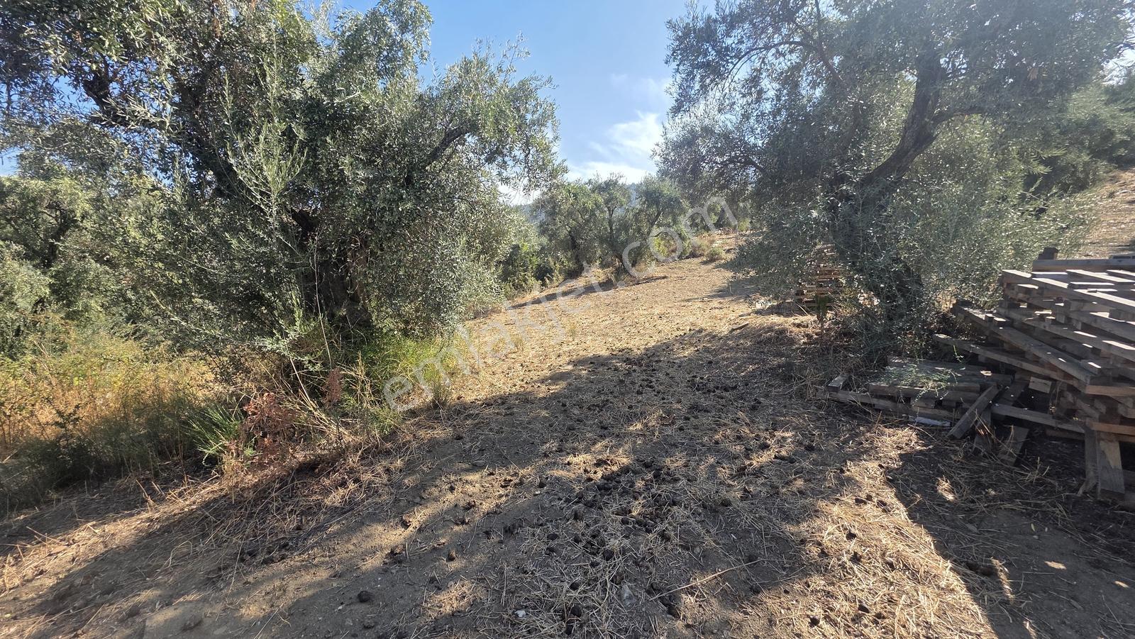 Tire Sb Emlak'tan Hisarlık Mahallesinde Satılık Zeytinlik — fotoğraf 18